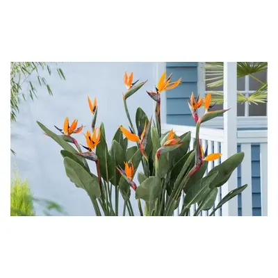 Rootz Birds of Paradise Strelitzia Reginae Plants,Three Plants