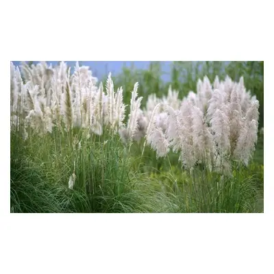 Cortaderia Selloana White Pampas Grass 11cm Pot, One Plant