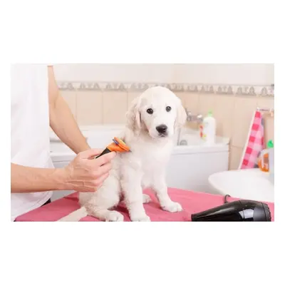 Dog Grooming Level 3 - Online Course