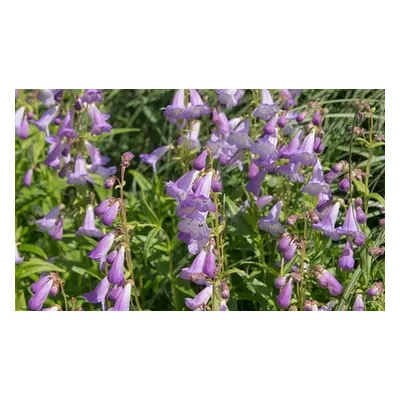 Penstemon Collection - 6 plants