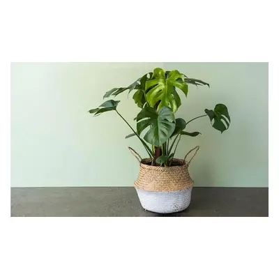 Rootz Monstera Deliciosa House Plant