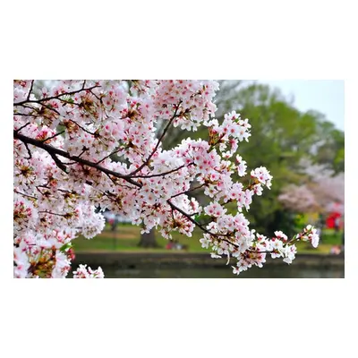 Flowering Cherry Tree Kojo-No-Mai Plant, Three