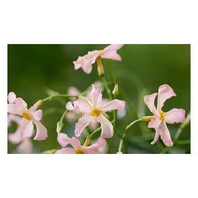 Scented Jasmine Star of Milano 9cm Potted Plants, One