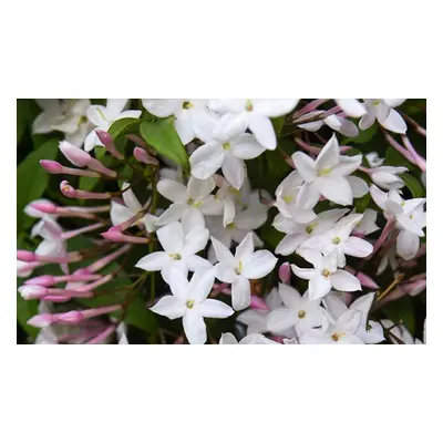 Jasminum Polyanthum Starry Starry Summer Night Climber, One