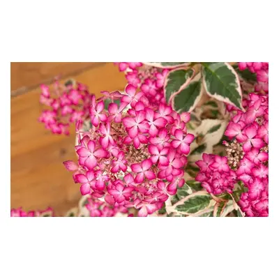 Hydrangea Euphoria Pink - Three Liter Potted Plant, One