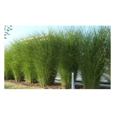 Rootz XL Miscanthus Gracillimus,Two Plants