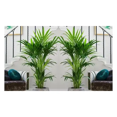 Rootz Kentia Palm Collections, Kentia Palm (L ) P18