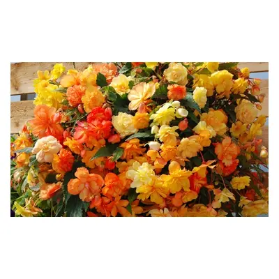 Begonia Apricot Shades Preplanted Hanging Baskets, 25cm Basket,One