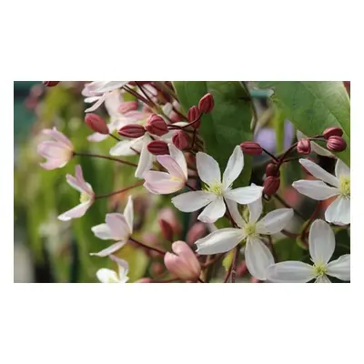 Clematis Armandii Apple Blossom 2-Litre Potted Plant