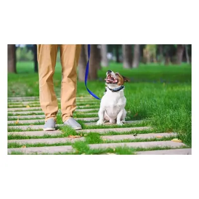 Pet Sitting and Dog Walking Online Course