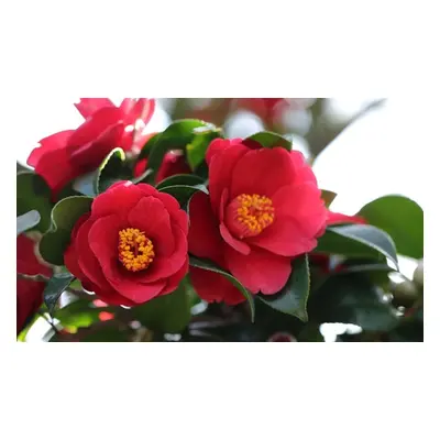 Hardy Camellia Plant,One of Each Colour, Three