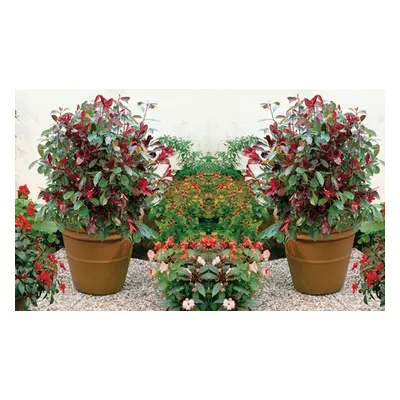 Hardy Photinia Red Robin Shrub, Three Plants