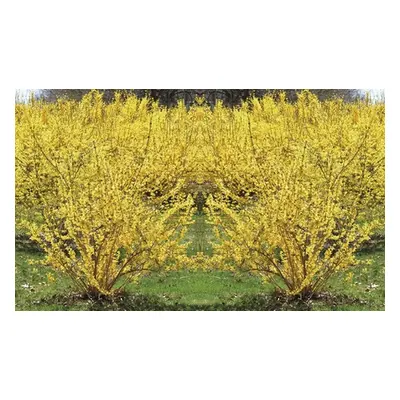 Forsythia Intermedia Spectabilis Potted Plants, Two