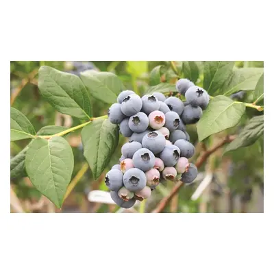 Blueberry (Vaccinium) Powder Blue 9cm Pot, One Plant