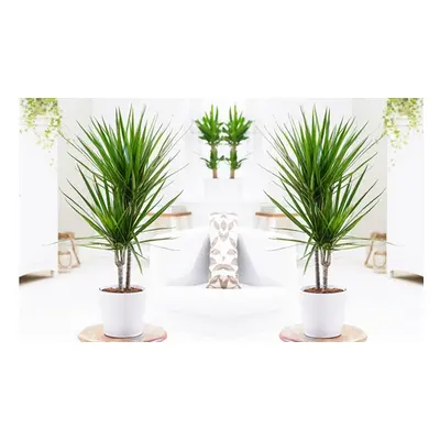 Dracaena Marginata Potted Plants, Two Plants