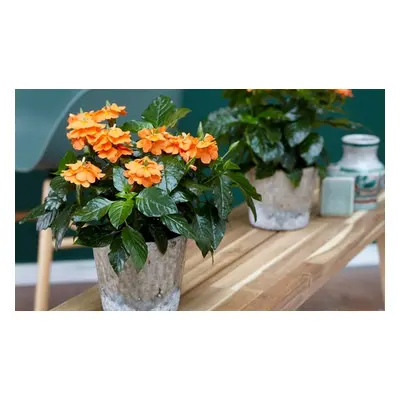 Pack of Two or Four Crossandra Fortuna, Two