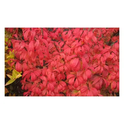 Euonymus alatus Unforgettable Fire 9cm Potted Plants, Three