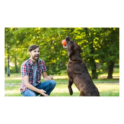 Diploma in Dog Trainer - 10 Courses Bundle