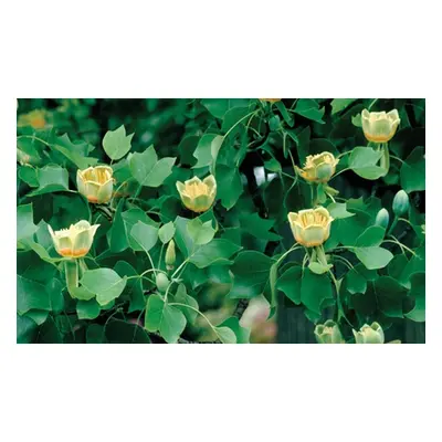 Liriodendron Tulip Tree Potted Plants, Two