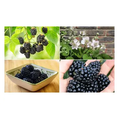 Blackberry Fruit Plants, Blackberry (Rubus) Apache