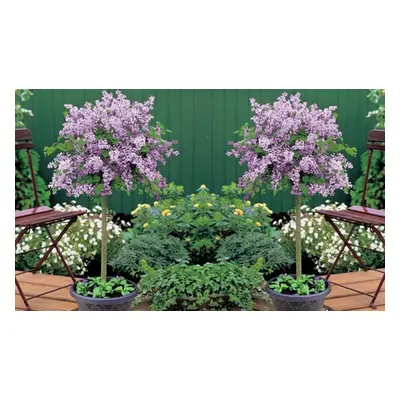 Dwarf Lilac Standard Tree, Three