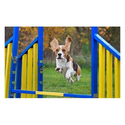 Dog Agility Online Course