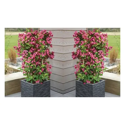 Weigela Towers of Flowers Cherry Plant, One