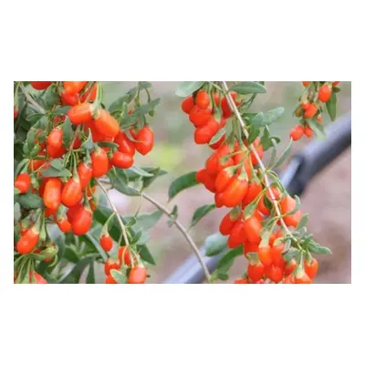 Goji Berry No.1 Lifeberry Potted Plants,One