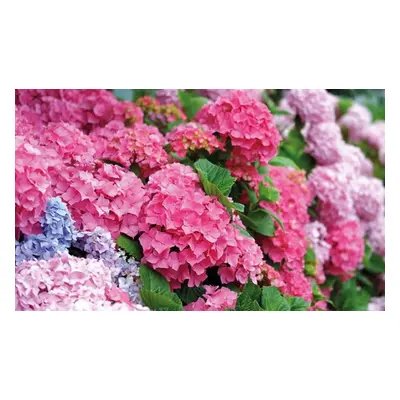 Hydrangea Potted Plants, Candybelle Bubblegum 9cm Pot ,One