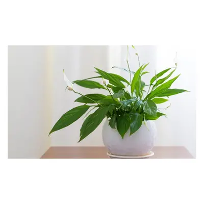 Peace Lily 12cm Pots, One