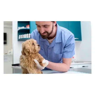 Veterinary Physiotherapy Basics Online Course