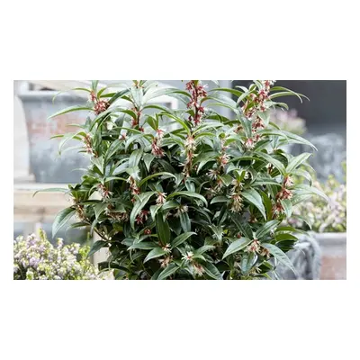 Scented Sarcococca Winter Gem, One