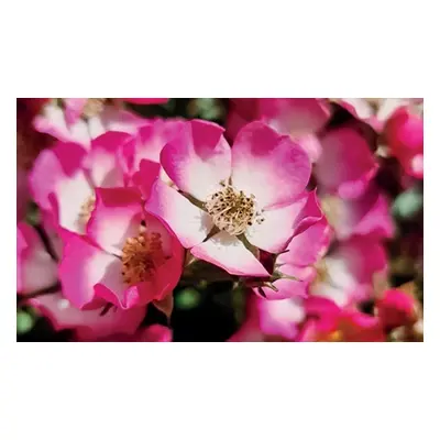 Dwarf Rose Cutie Pie Hardy Shrub Potted Plants, Two