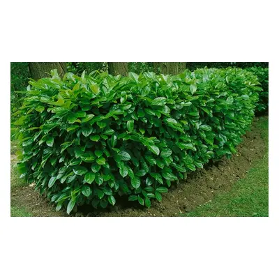 Cherry Laurel Hedging Large Plants in 3.5-litre Pots ,Three