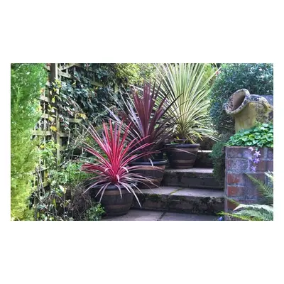 Hardy Cordyline Southern Splendour Potted Plant,One