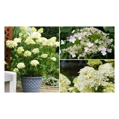 Mixed Potted White Hydrangea Varieties,Hydrangea paniculata Limelight ,One