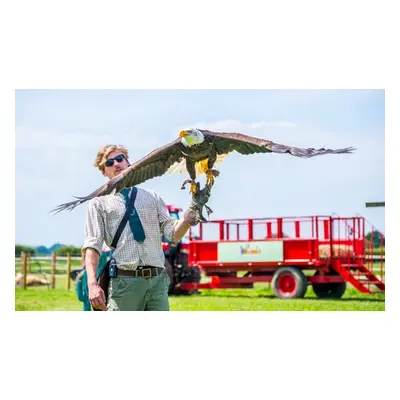 Falconry Taster for ONE