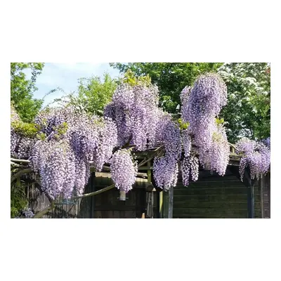 Wisteria Prolific Plant, Two