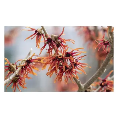 Witch Hazel Hamamelis intermedia Orange Beauty Plant