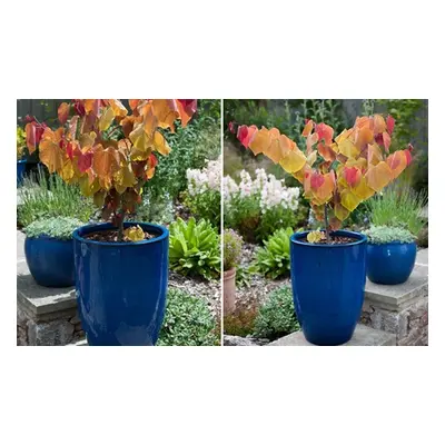 Shrub Cercis Eternal Flame Tree Potted Plant