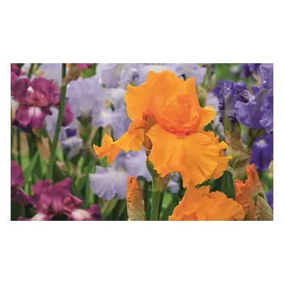 Iris Re-Blooming Collection, 1 Rhizome of Iris Orange Harvest