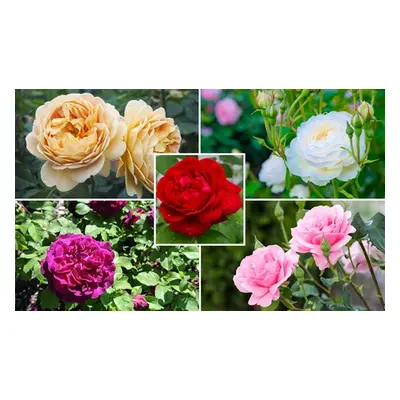 Double Hybrid Tea Rose Collection, Red,One