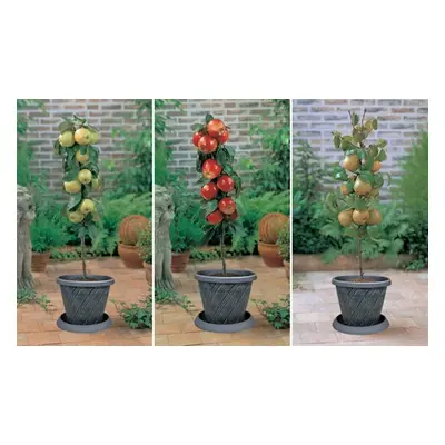 Fruit Tree Dwarf Patio Collection - 3 Potted Plants