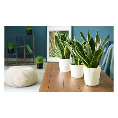 Sansevieria (Snake Plant) Pot, 12cm,One