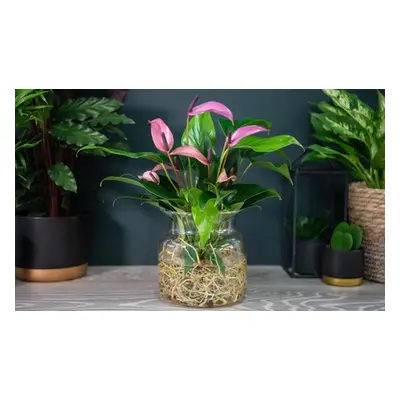 Anthurium Aqua in Sierglass Pot, Red