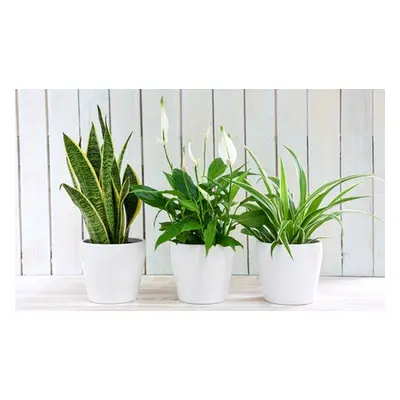 Air-Purifying Houseplant Collection, Six Plants