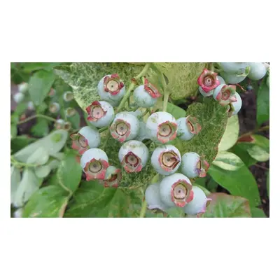 Blueberry Vaccinium Flamingo Plants 9cm, Three