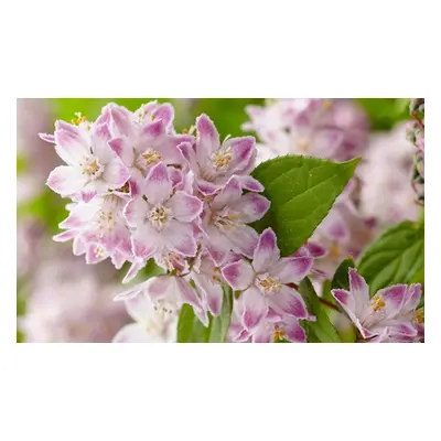 Deutzia Raspberry Sundae Hardy Shrub, Two