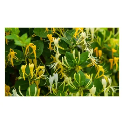 Up to Three Lonicera japonica Hall s Prolific Potted Plants, One