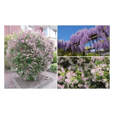 Potted Plant Collection, Wisteria Sinensis,1 x 9cm